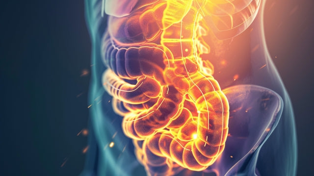 腸粘膜の損傷で起きる「リーキーガット」とは?仕組みと対策を解説