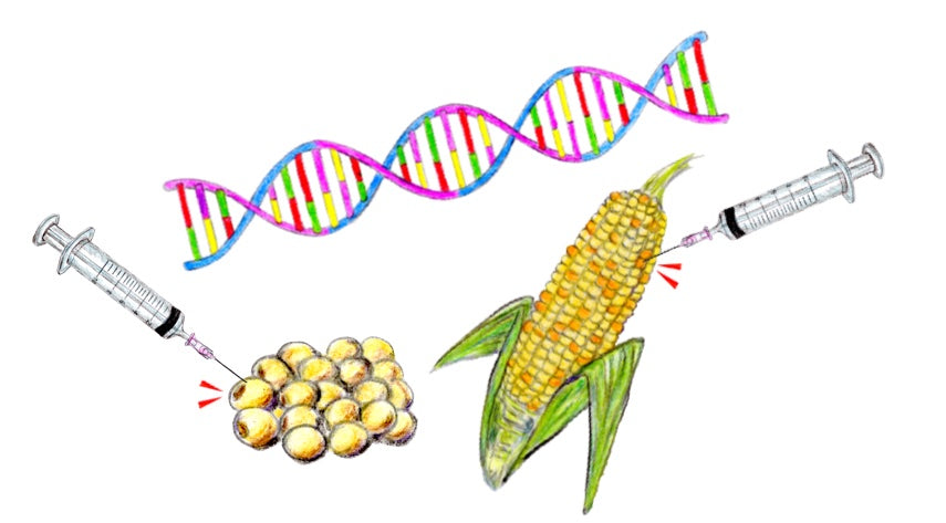 遺伝子組み換え食品のイメージ画像